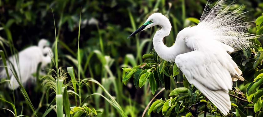 Land Of Backwaters Exotic Kerala