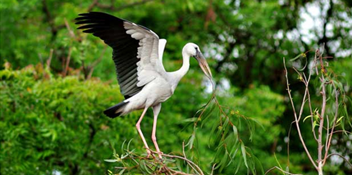 kerala bird sanctuaries