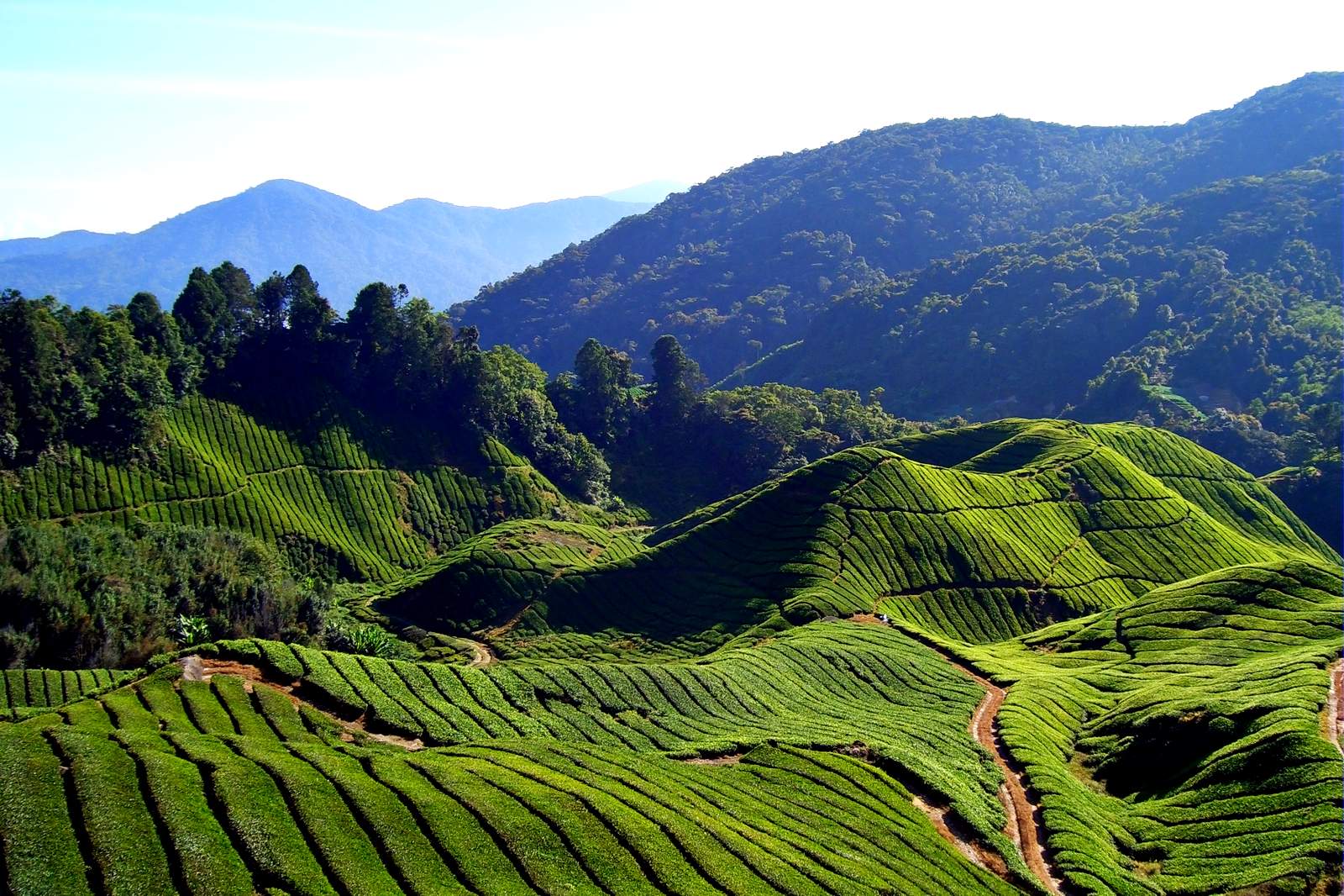 Kerala Tea Plantation
