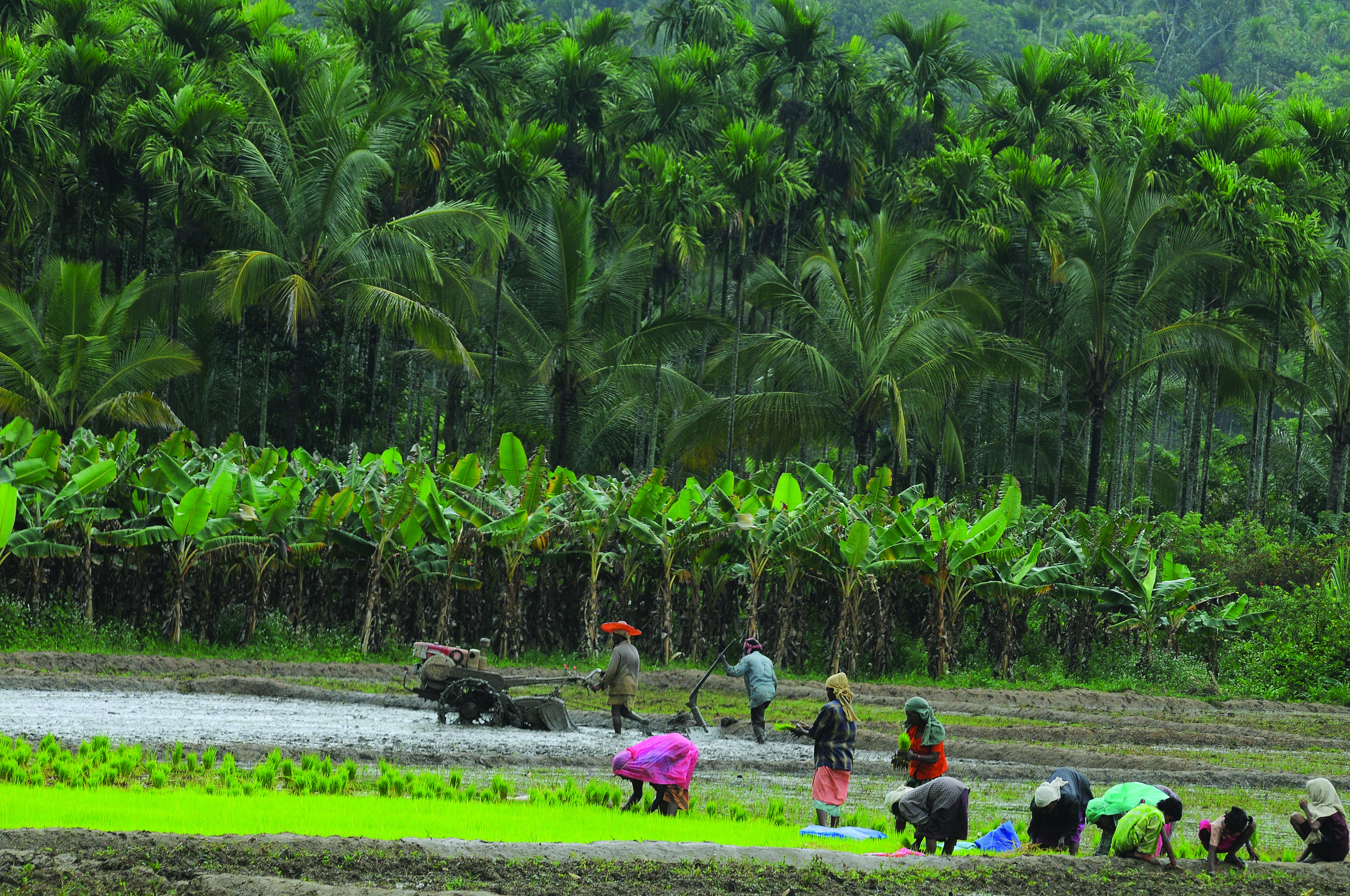 Kerala village life