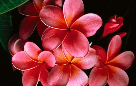 10-most-beautiful-flowers-in-the-world 10-most-beautiful-flowers-in-the-world