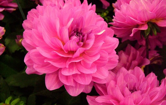 10-most-beautiful-flowers-in-the-world 10-most-beautiful-flowers-in-the-world