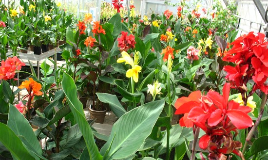 10-most-beautiful-flowers-in-the-world 10-most-beautiful-flowers-in-the-world