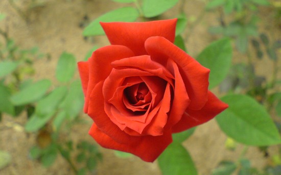 10-most-beautiful-flowers-in-the-world 10-most-beautiful-flowers-in-the-world