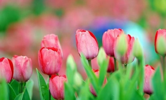 10-most-beautiful-flowers-in-the-world 10-most-beautiful-flowers-in-the-world