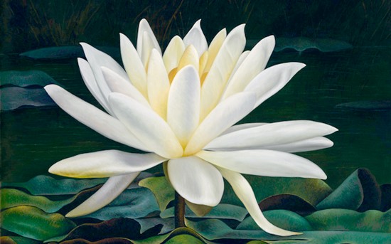 10-most-beautiful-flowers-in-the-world 10-most-beautiful-flowers-in-the-world