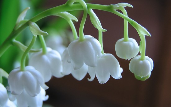 10-most-beautiful-flowers-in-the-world 10-most-beautiful-flowers-in-the-world
