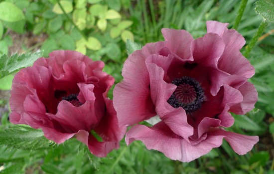 10-most-beautiful-flowers-in-the-world 10-most-beautiful-flowers-in-the-world