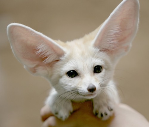 10-teeny-tiny-animals-that-are-too-cute-for-words.jpg 10-teeny-tiny-animals-that-are-too-cute-for-words.jpg
