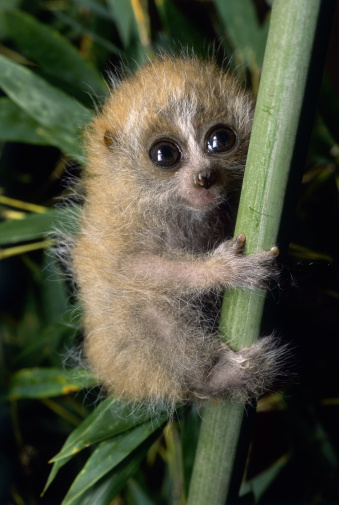 10-teeny-tiny-animals-that-are-too-cute-for-words.jpg 10-teeny-tiny-animals-that-are-too-cute-for-words.jpg