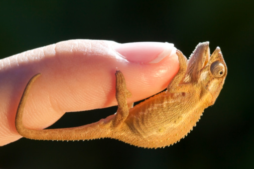 10-teeny-tiny-animals-that-are-too-cute-for-words.jpg 10-teeny-tiny-animals-that-are-too-cute-for-words.jpg