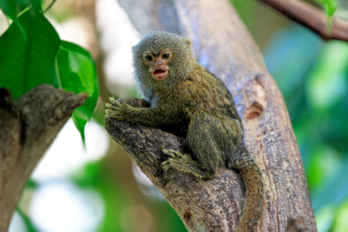 10-teeny-tiny-animals-that-are-too-cute-for-words.jpg 10-teeny-tiny-animals-that-are-too-cute-for-words.jpg