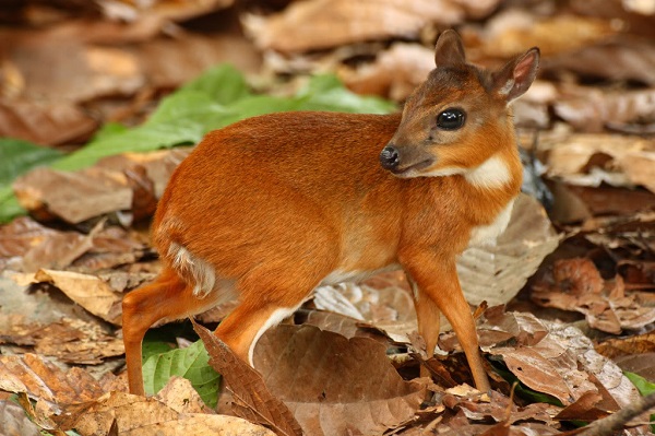 10-teeny-tiny-animals-that-are-too-cute-for-words.jpg 10-teeny-tiny-animals-that-are-too-cute-for-words.jpg