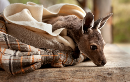 10-teeny-tiny-animals-that-are-too-cute-for-words.jpg 10-teeny-tiny-animals-that-are-too-cute-for-words.jpg