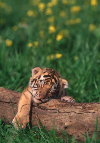 10-teeny-tiny-animals-that-are-too-cute-for-words.jpg 10-teeny-tiny-animals-that-are-too-cute-for-words.jpg
