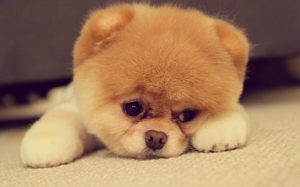10-teeny-tiny-animals-that-are-too-cute-for-words.jpg 10-teeny-tiny-animals-that-are-too-cute-for-words.jpg
