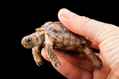 10-teeny-tiny-animals-that-are-too-cute-for-words.jpg 10-teeny-tiny-animals-that-are-too-cute-for-words.jpg