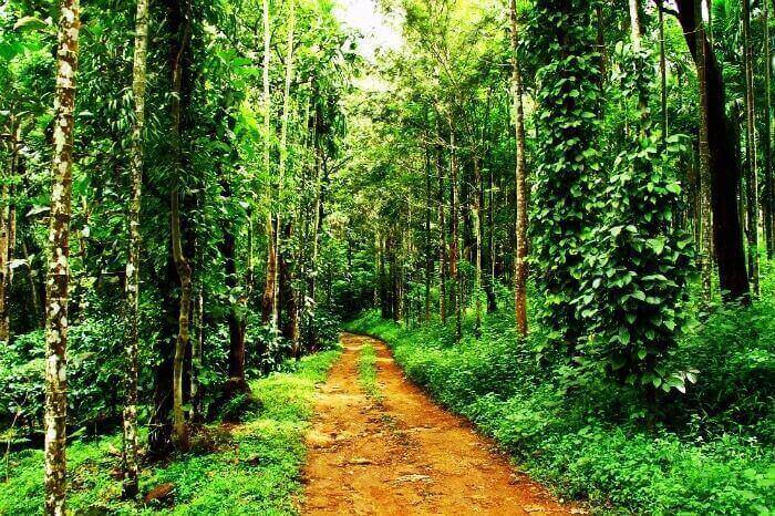 coffee plantation visit in Wayanad