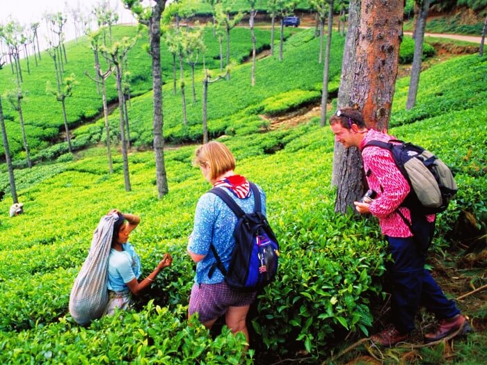  Hi tea in Munnar