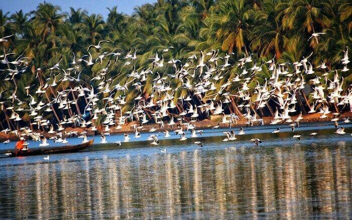 Bird watching in Kumarakom