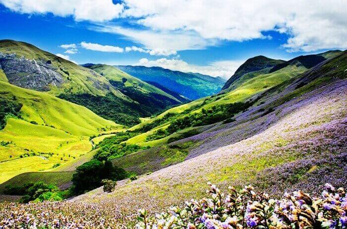 Watch the Neelakurinji Bloom in Munnar Watch the Neelakurinji Bloom in Munnar