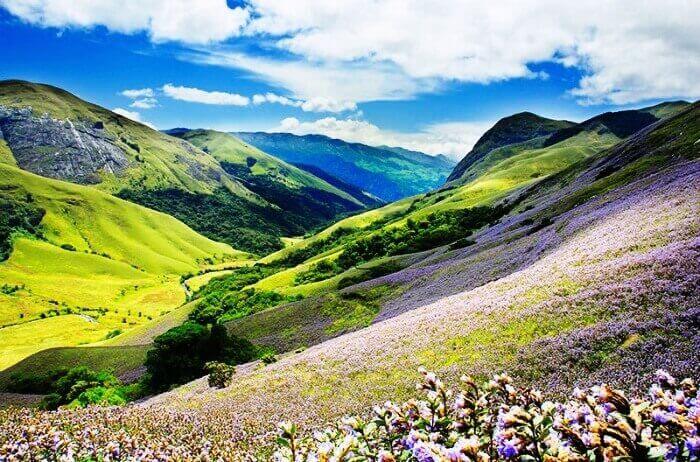 Watch the Neelakurinji Bloom in Munnar