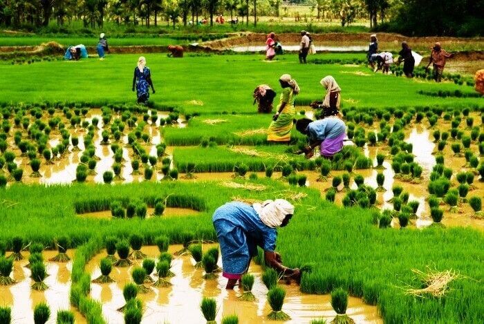 Enjoy Village life for a day Enjoy Village life for a day