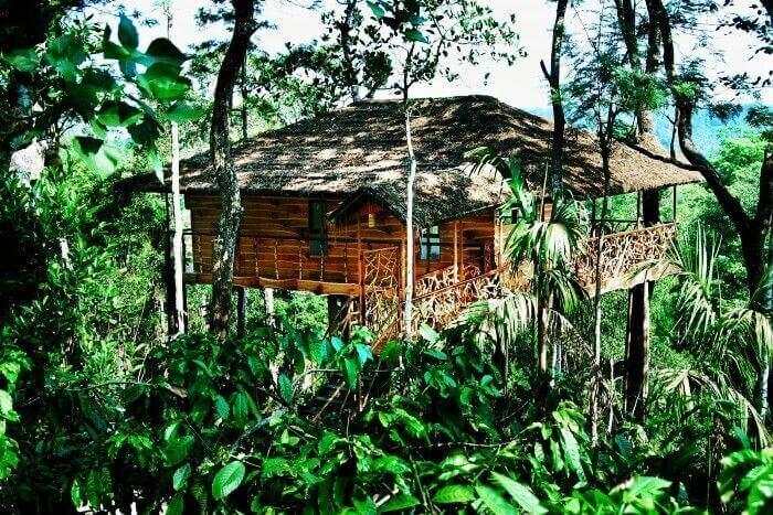 Stay in a Tree house Stay in a Tree house