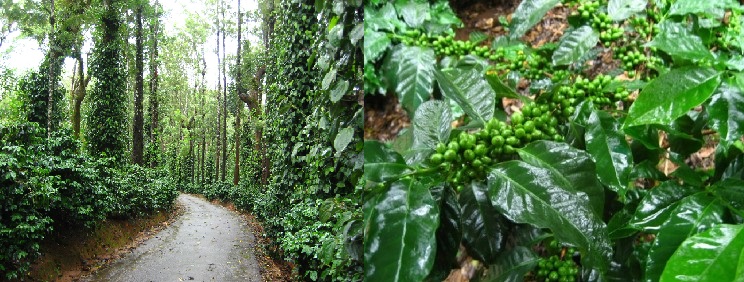 Coorg and Chikmagalur Coorg and Chikmagalur
