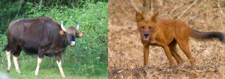 Nagarhole and Bandipur National Parks Nagarhole and Bandipur National Parks