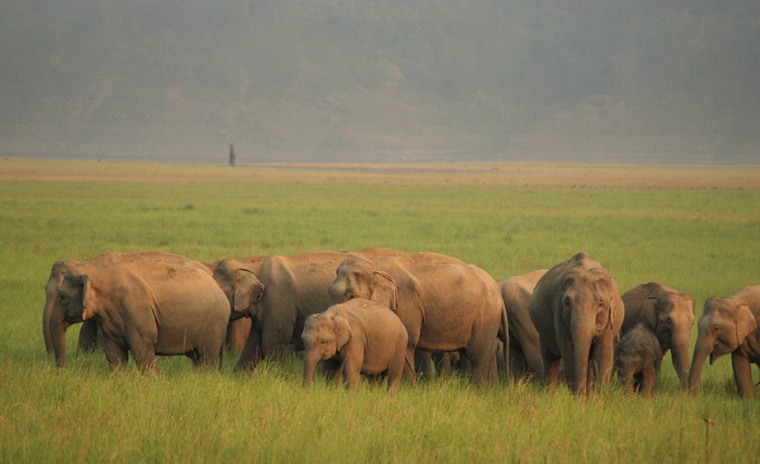Jim Corbett National Park Jim Corbett National Park