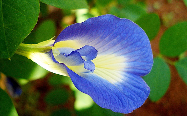 Mind Power Herbals Mind Power Herbals
