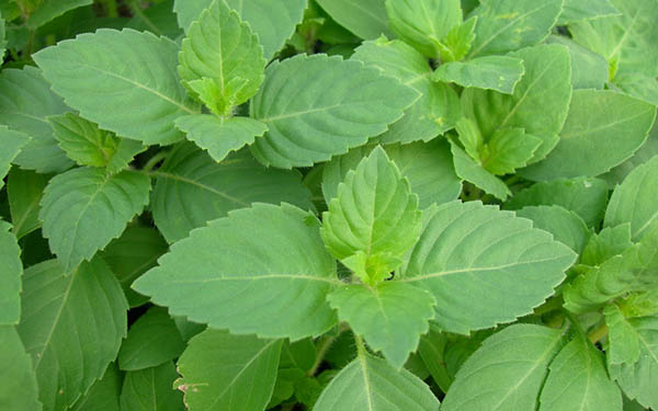 Mind Power Herbals Mind Power Herbals