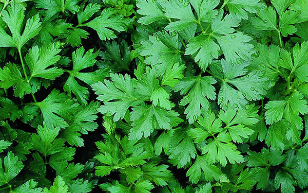 Mind Power Herbals Mind Power Herbals