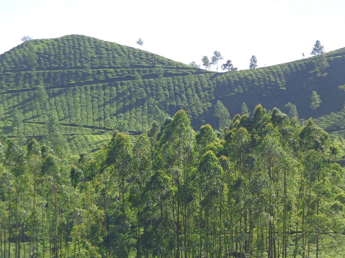 Munnar In A Nutshell Munnar In A Nutshell
