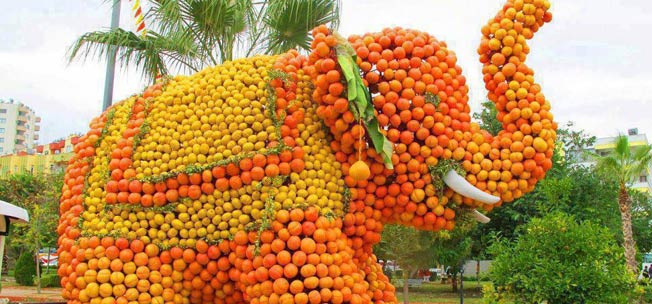 Orange Festival