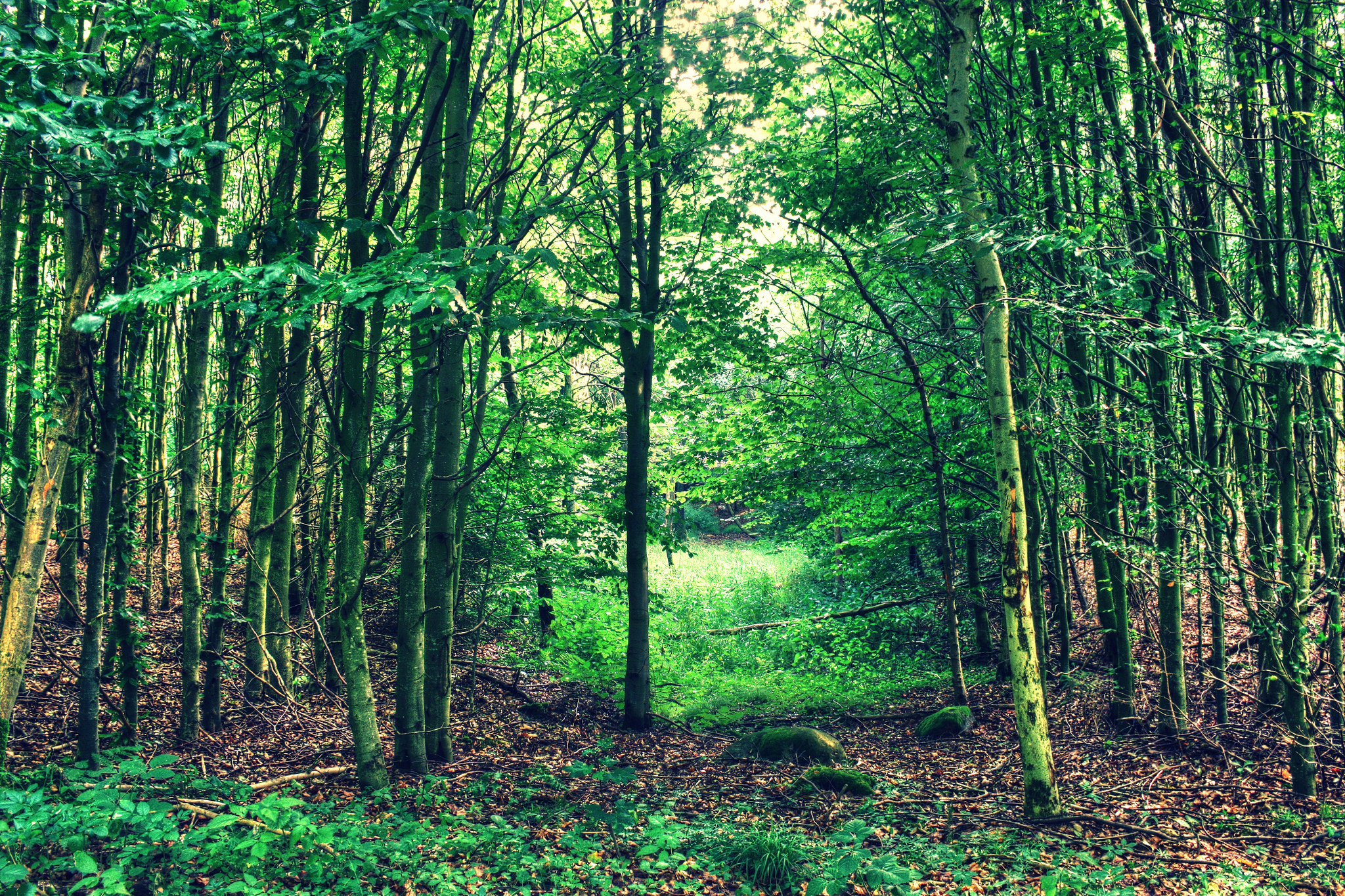 Sanjay Van (near Qutab Institutional Area) – New Delhi