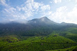 Sip a cup of tea at Munnar’s charming plantations