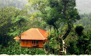 11 Top India Tree House Hotels 11 Top India Tree House Hotels