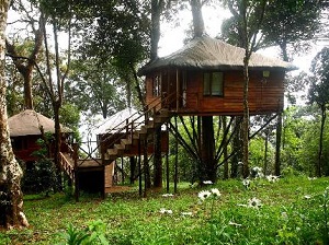 11 Top India Tree House Hotels 11 Top India Tree House Hotels