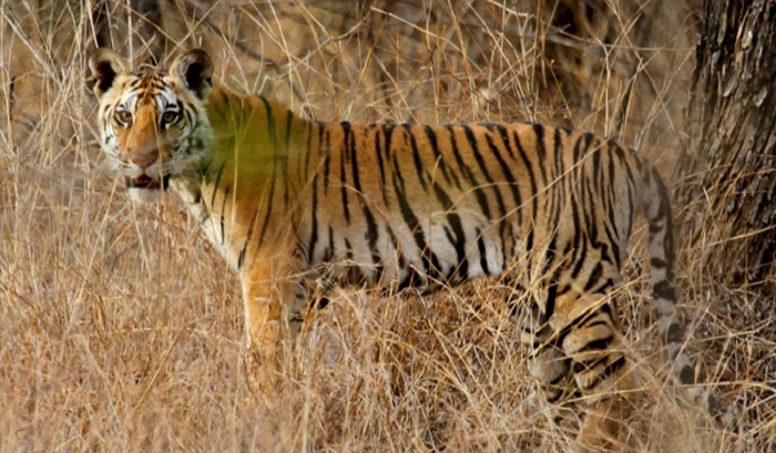 Pench National Park Weekend Getaways from Mumbai