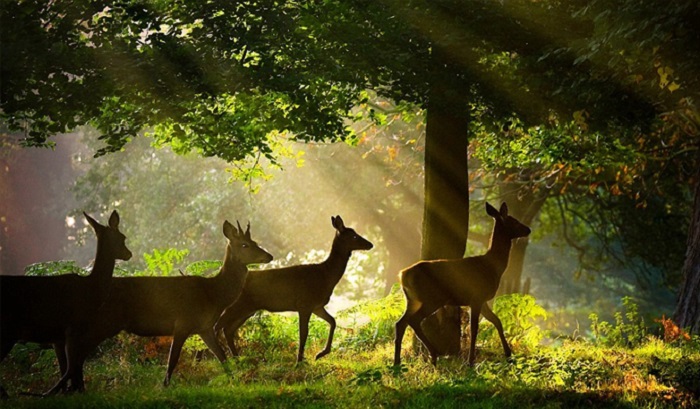 Chikhaldhara Wildlife Weekend Getaways from Mumbai