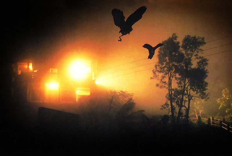 Mass bird suicides in Jatinga Mass bird suicides in Jatinga