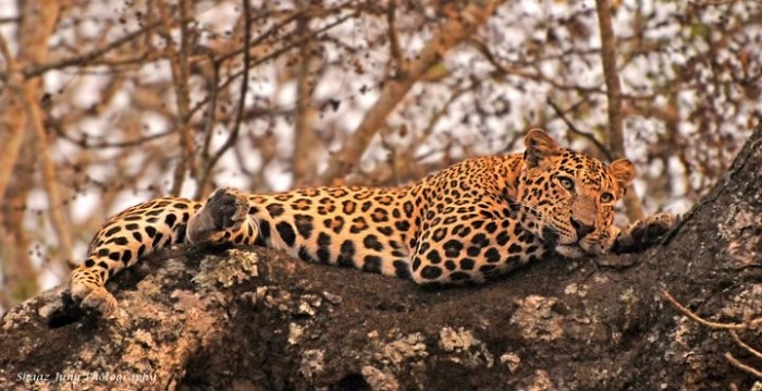 Nagarhole National Park | Kabini, Karnataka