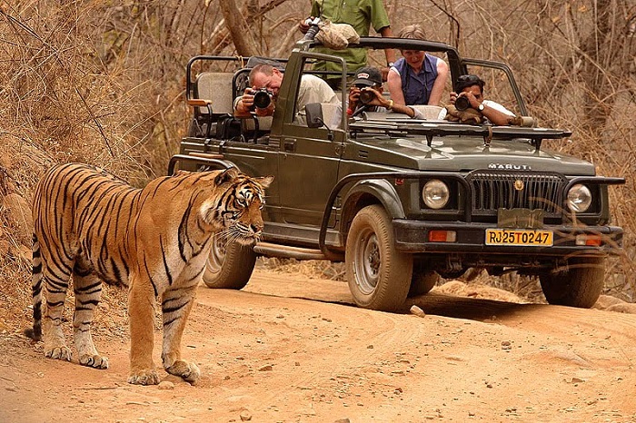 Ranthambore National Park | Rajasthan