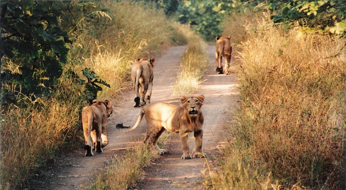 Gir National Park | Gujarat