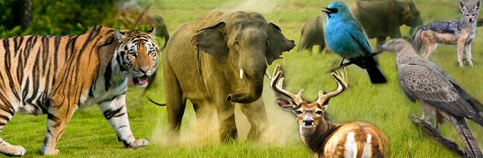 Jim Corbett National Park | Uttarakhand
