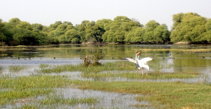 Keoladeo National Park | Rajasthan