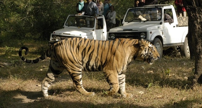 Bandhavgarh National Park | Madhya Pradesh