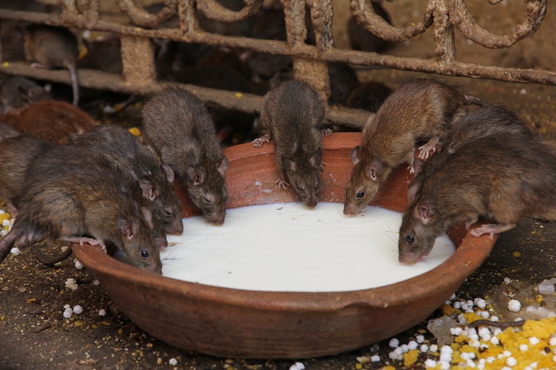 Temple Of Rats - Karni Mata Temple, Rajasthan
